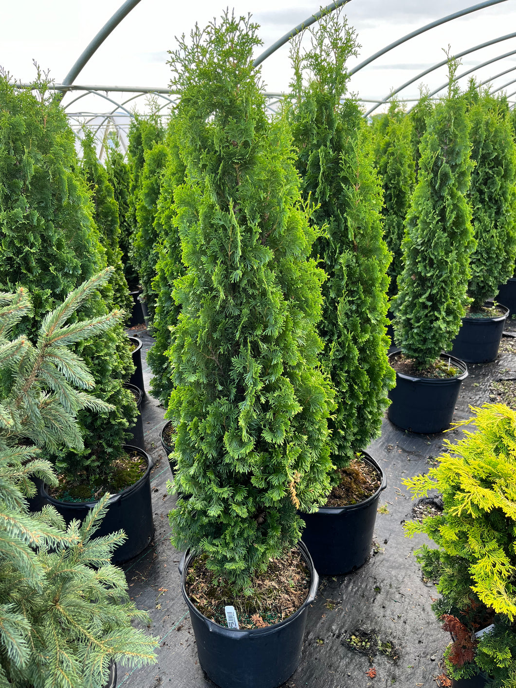 Thuja occidentalis Degroots Spire - Cedar 7 Gallon