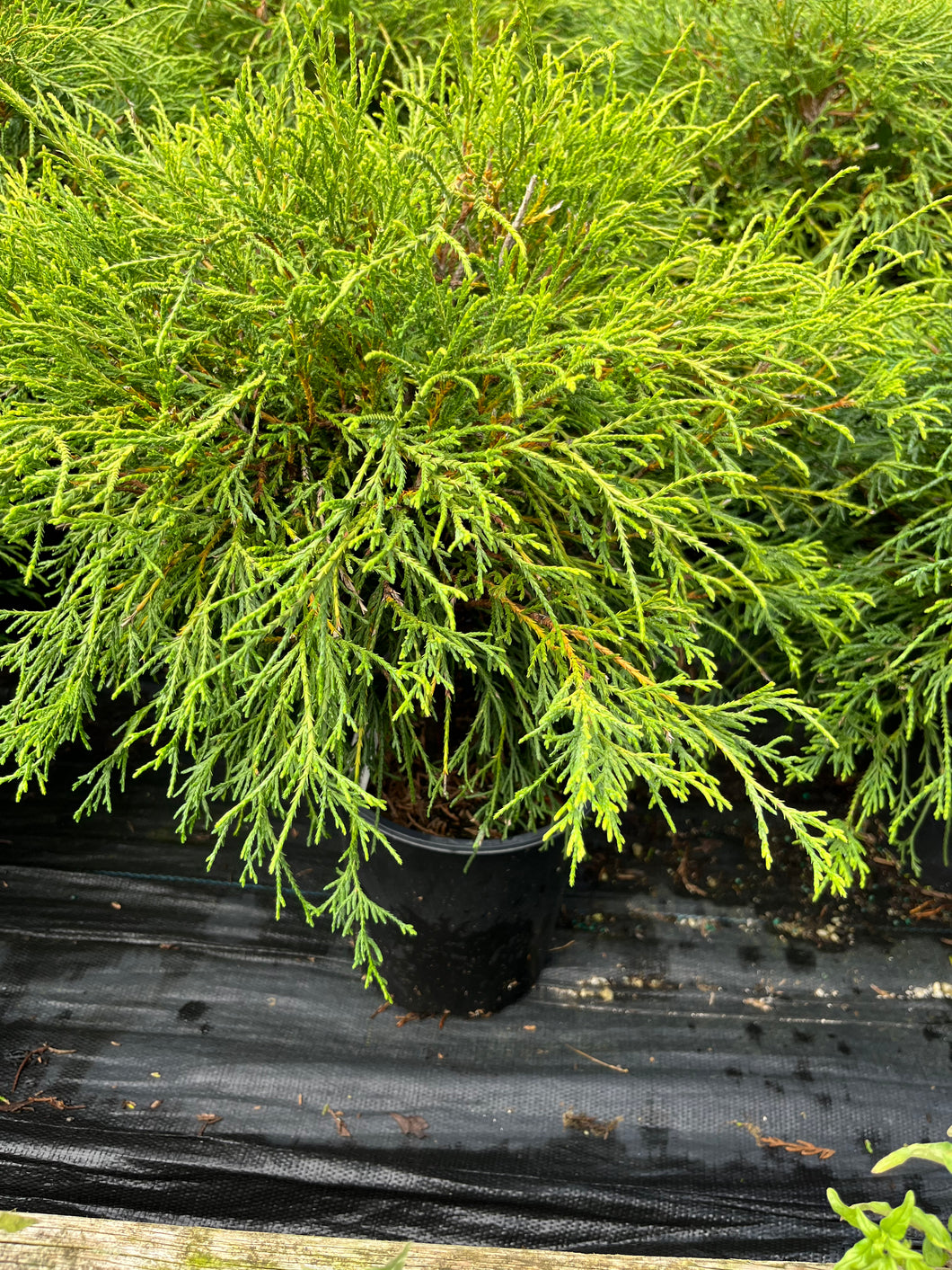 Chamaecyparis pisifera Sungold - Sungold Cypress 1 Gallon