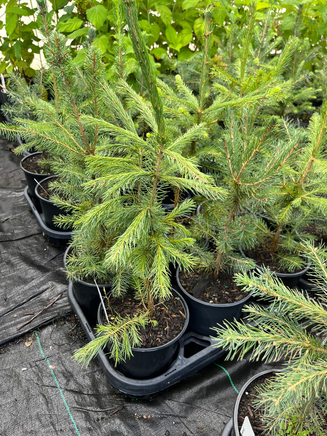Picea abies - Norway Spruce 1 Gallon