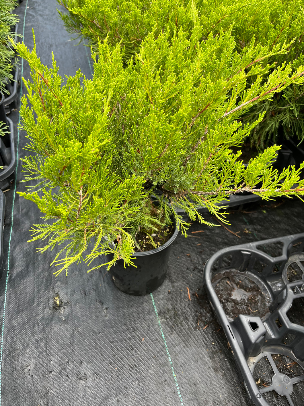 Juniperus horizontalis Mint Julep - Mint Julep Juniper 1 Gallon