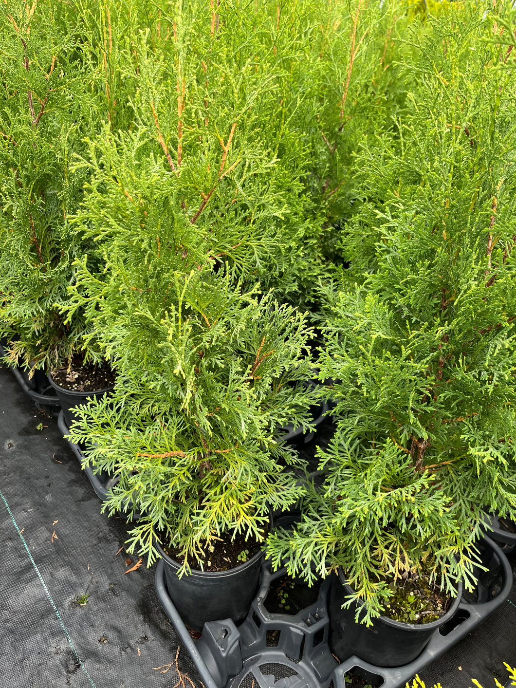 Thuja Nigra - Black Cedar 1 Gallon