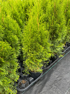 Thuja occidentalis Smaragd - Emerald Cedar 1 Gallon