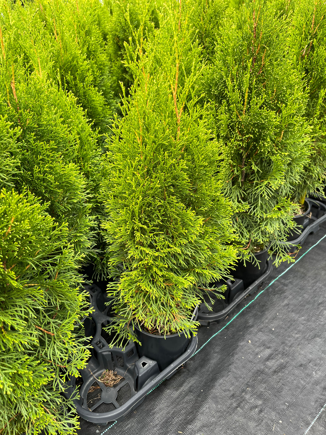 Thuja occidentalis Smaragd - Emerald Cedar 1 Gallon