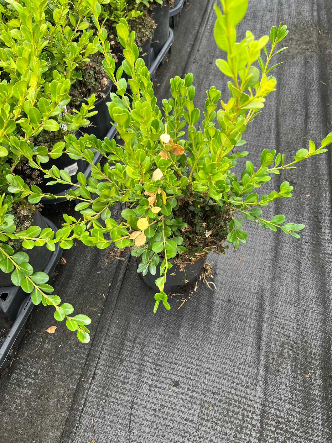 Buxus microphylla Faulkner - Faulkner Boxwood 1 Gallon