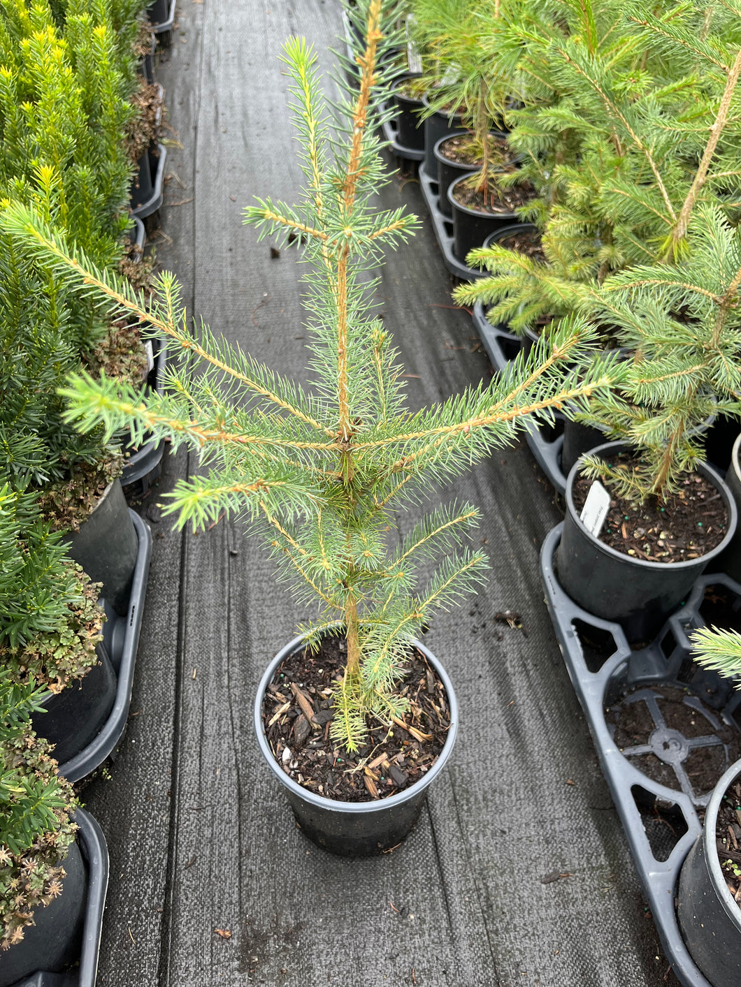 Picea pungeons glauca - Colorada Blue Spruce 1 Gallon