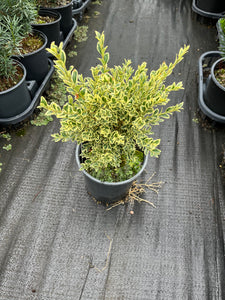 Buxus sempervirens Variegata - Variegated Boxwood 1 Gallon