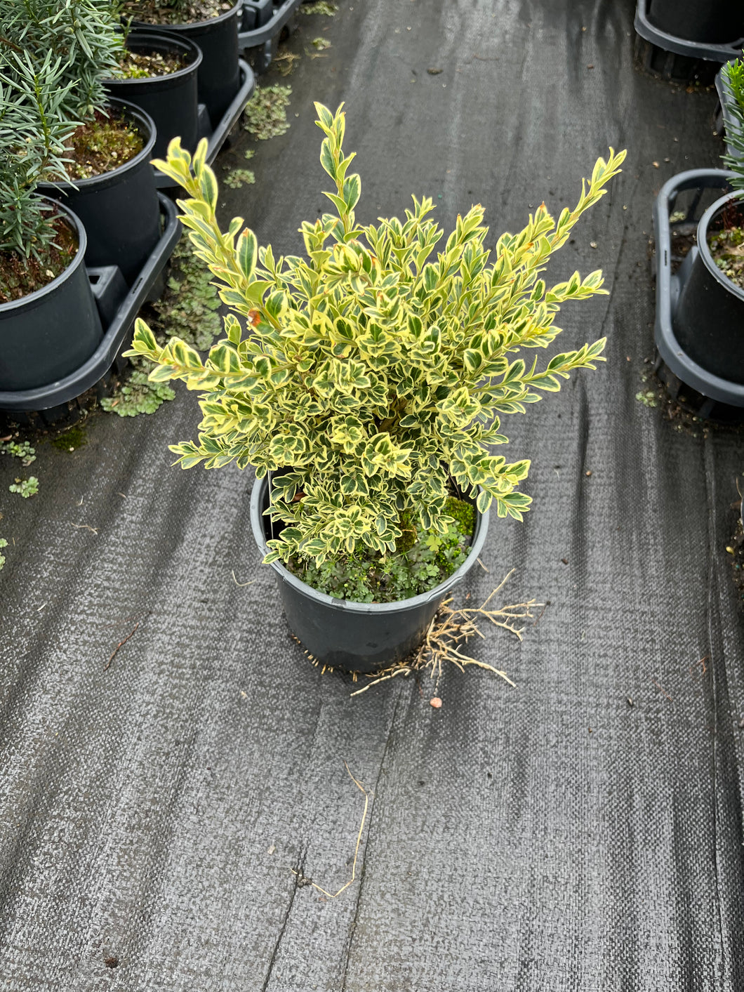 Buxus sempervirens Variegata - Variegated Boxwood 1 Gallon
