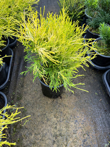 Chamaecyparis pisifera filifera Mops - Threadleaf Cypress 1 Gallon