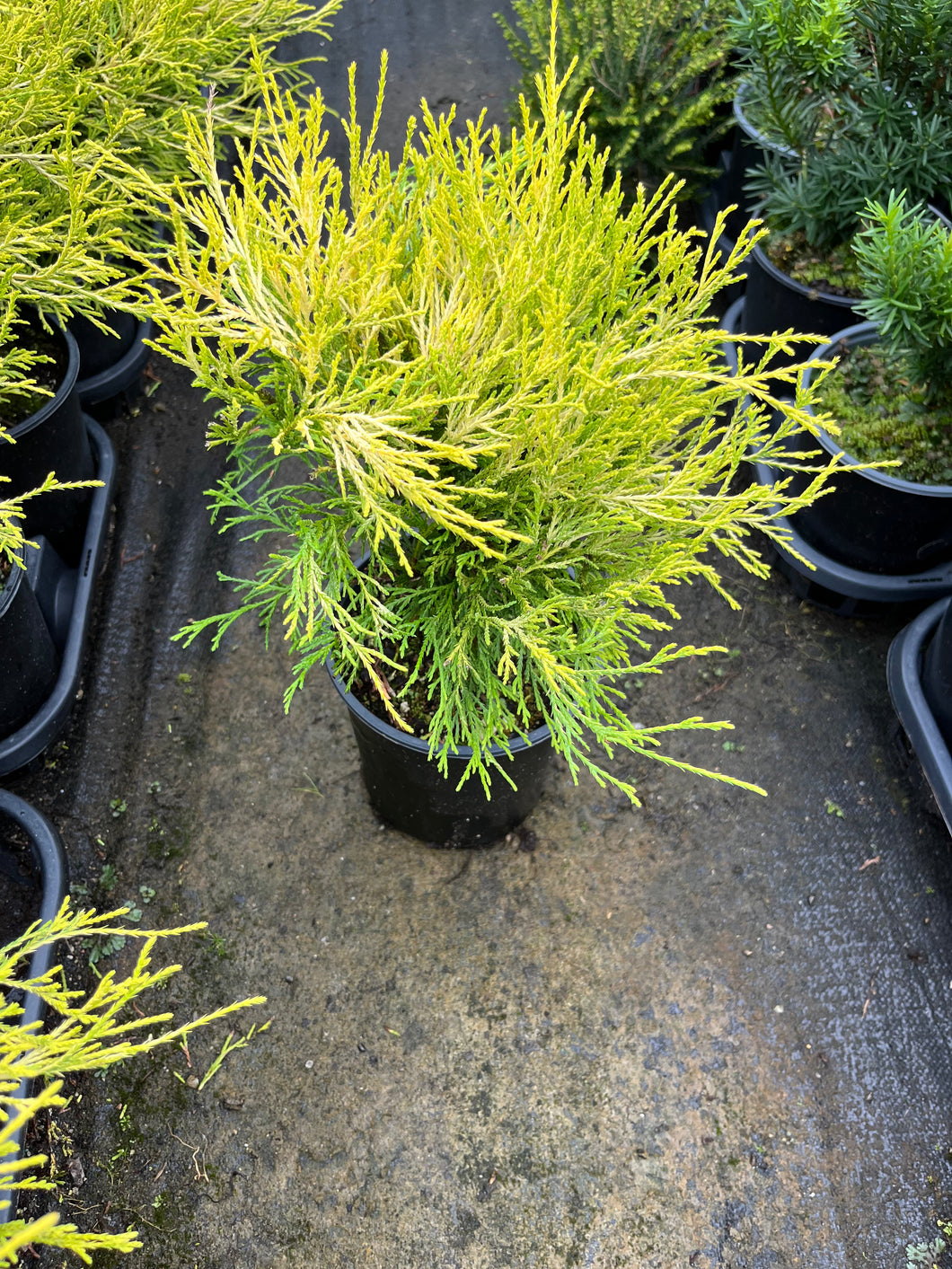 Chamaecyparis pisifera filifera Mops - Threadleaf Cypress 1 Gallon