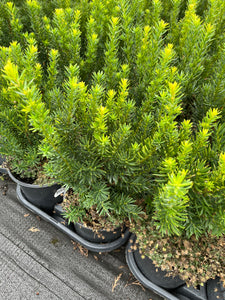 Taxus x media Fairview - Fairview Yew 1 Gallon