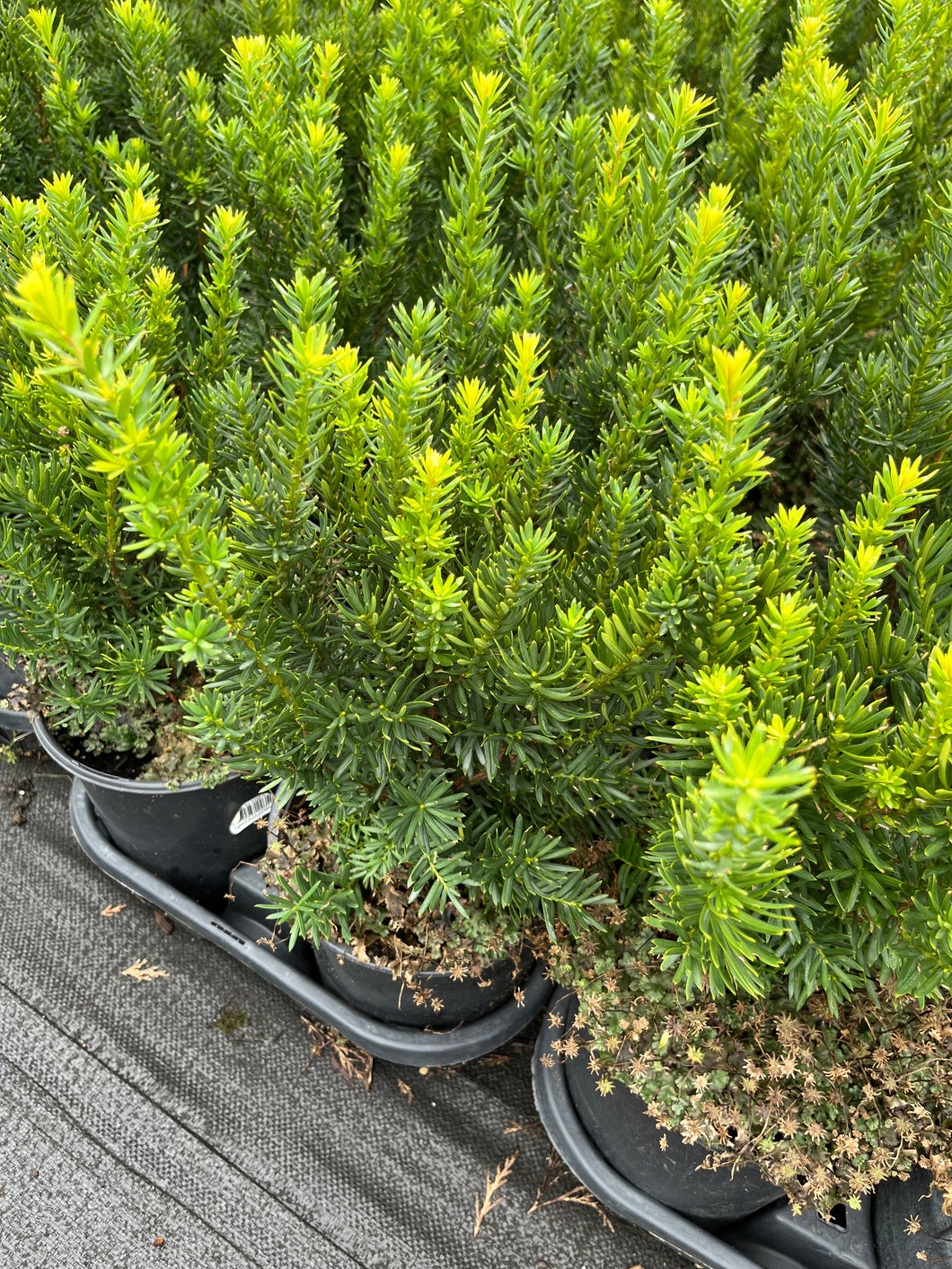 Taxus x media Fairview - Fairview Yew 1 Gallon