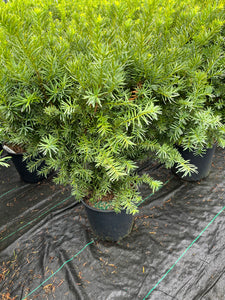 Taxus media Densiformis - Dense Yew 3 Gallon