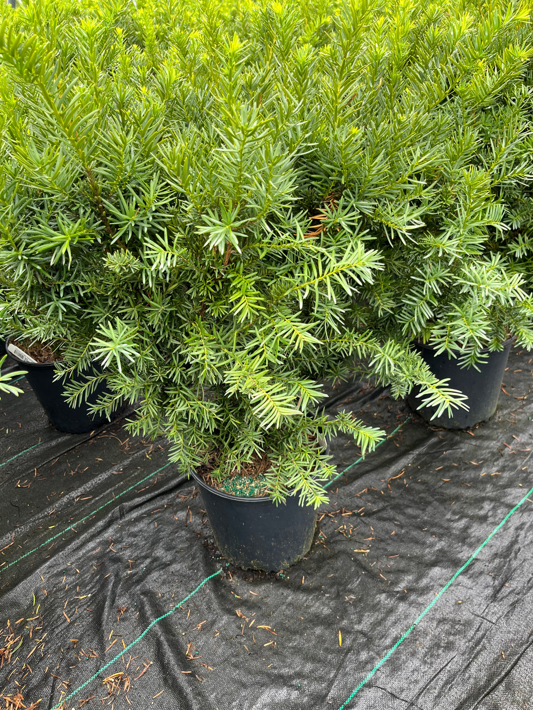 Taxus media Densiformis - Dense Yew 3 Gallon
