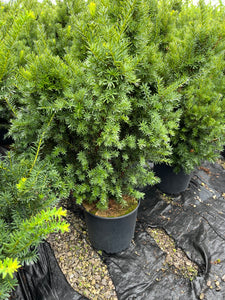 Taxus x media Fairview - Fairview Yew 3 Gallon
