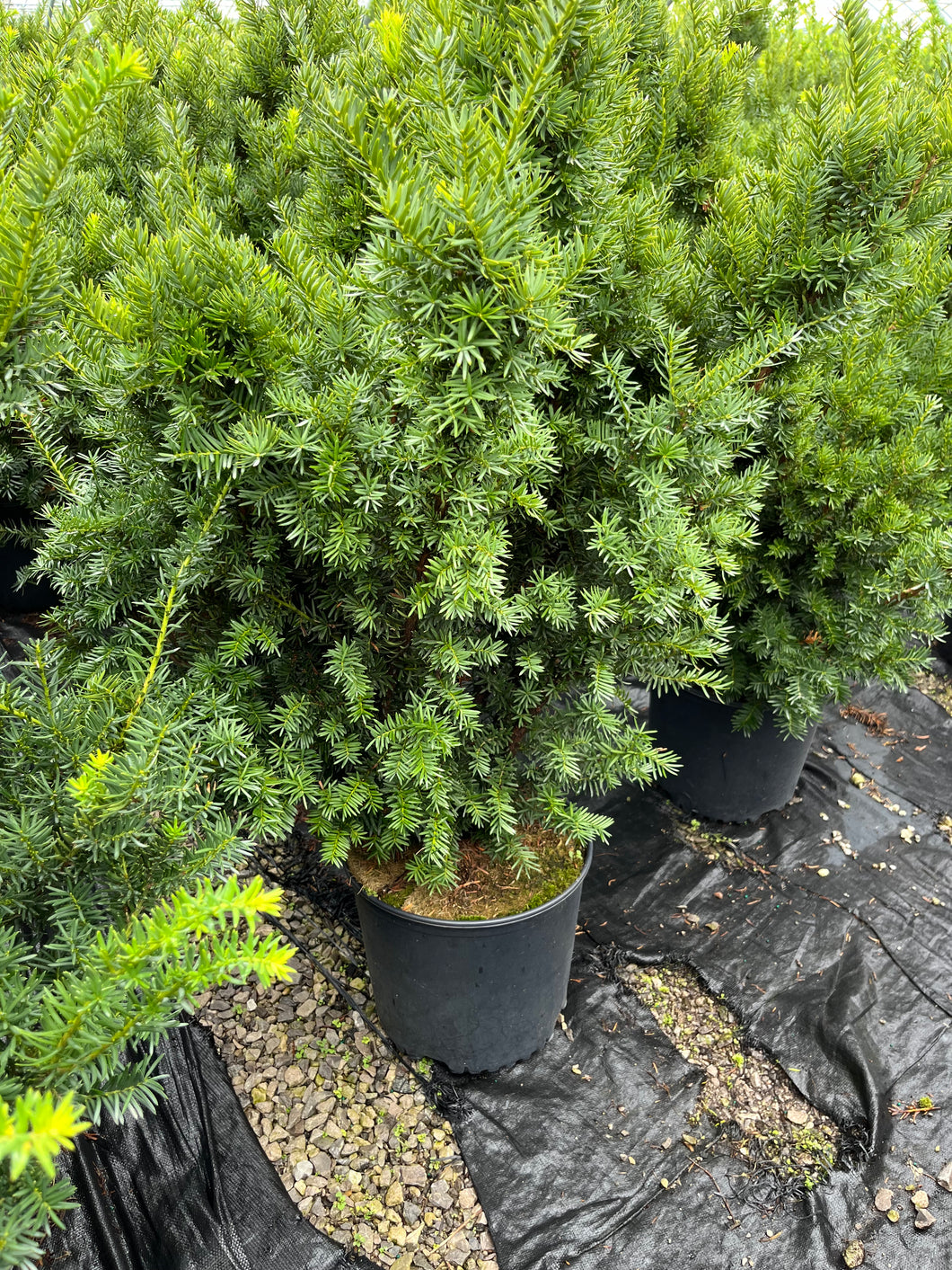 Taxus x media Fairview - Fairview Yew 3 Gallon