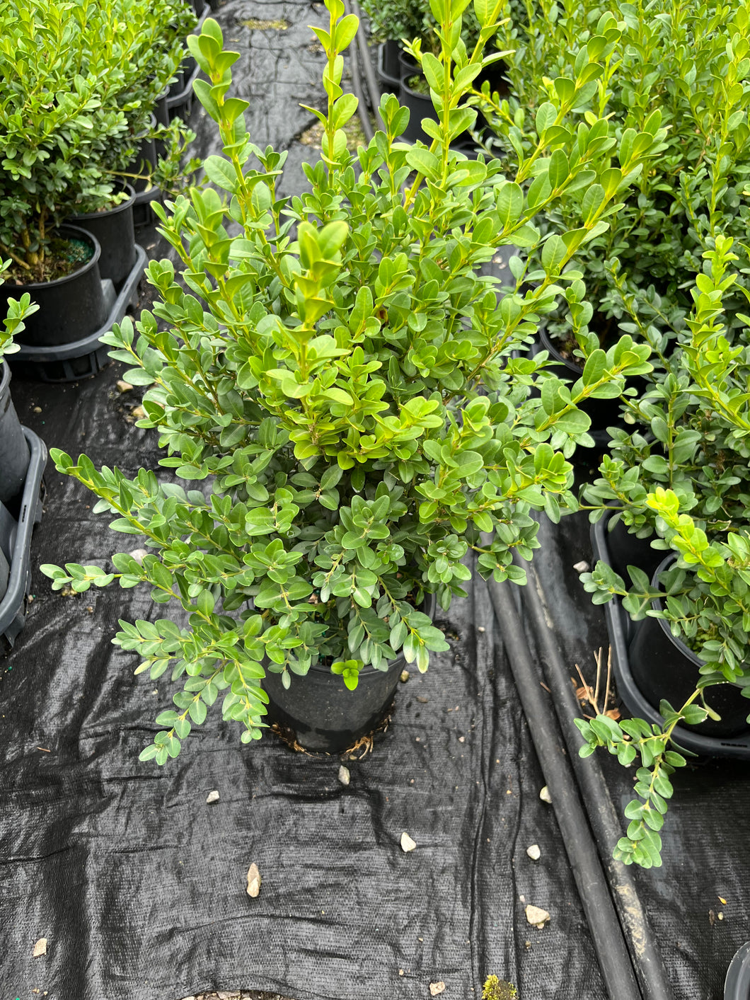 Buxus Green Mound - Green Mound Boxwood 1 Gallon