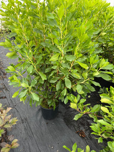 Clethra alnifolia Ruby Spice - Ruby Spice Summersweet 2 Gallon
