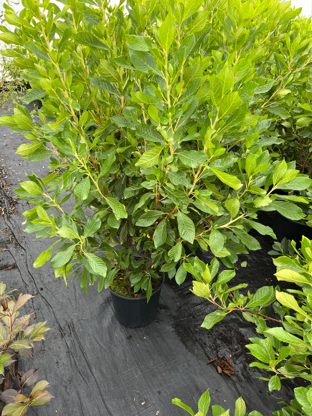 Clethra alnifolia Ruby Spice - Ruby Spice Summersweet 2 Gallon
