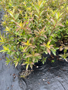 Weigela florida Minuet - Minuet Weigela 2 Gallon
