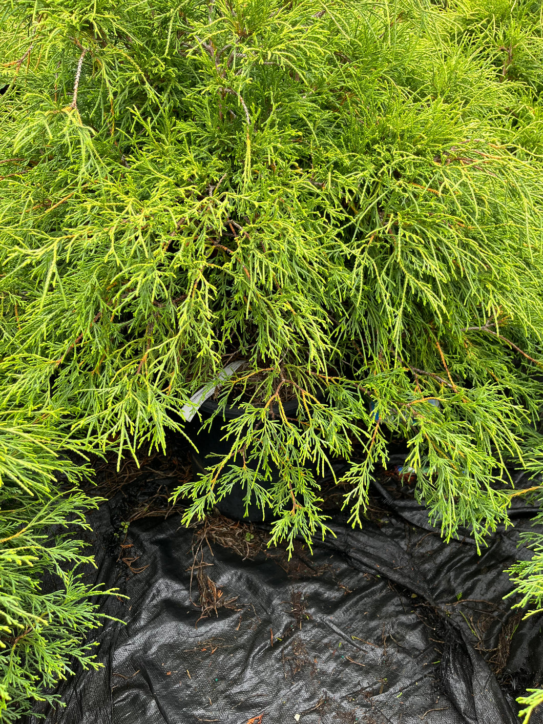 Chamaecyparis pisifera Sungold - Sungold Cypress 7 Gallon