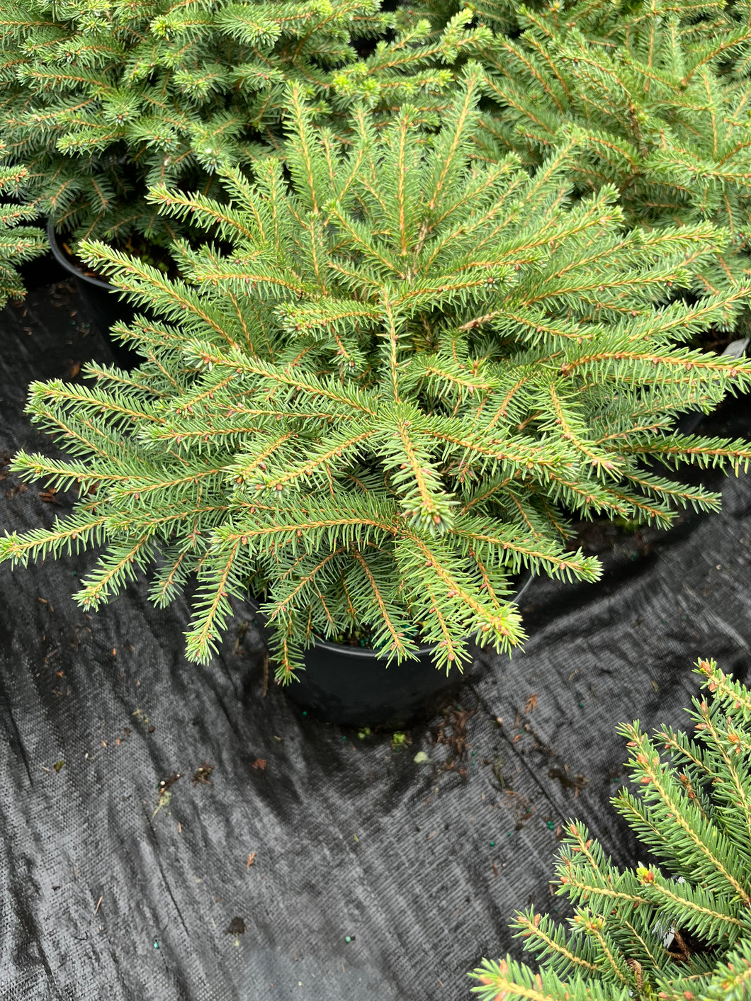 Picea abies nidiformus - Nest Spruce 2 Gallon