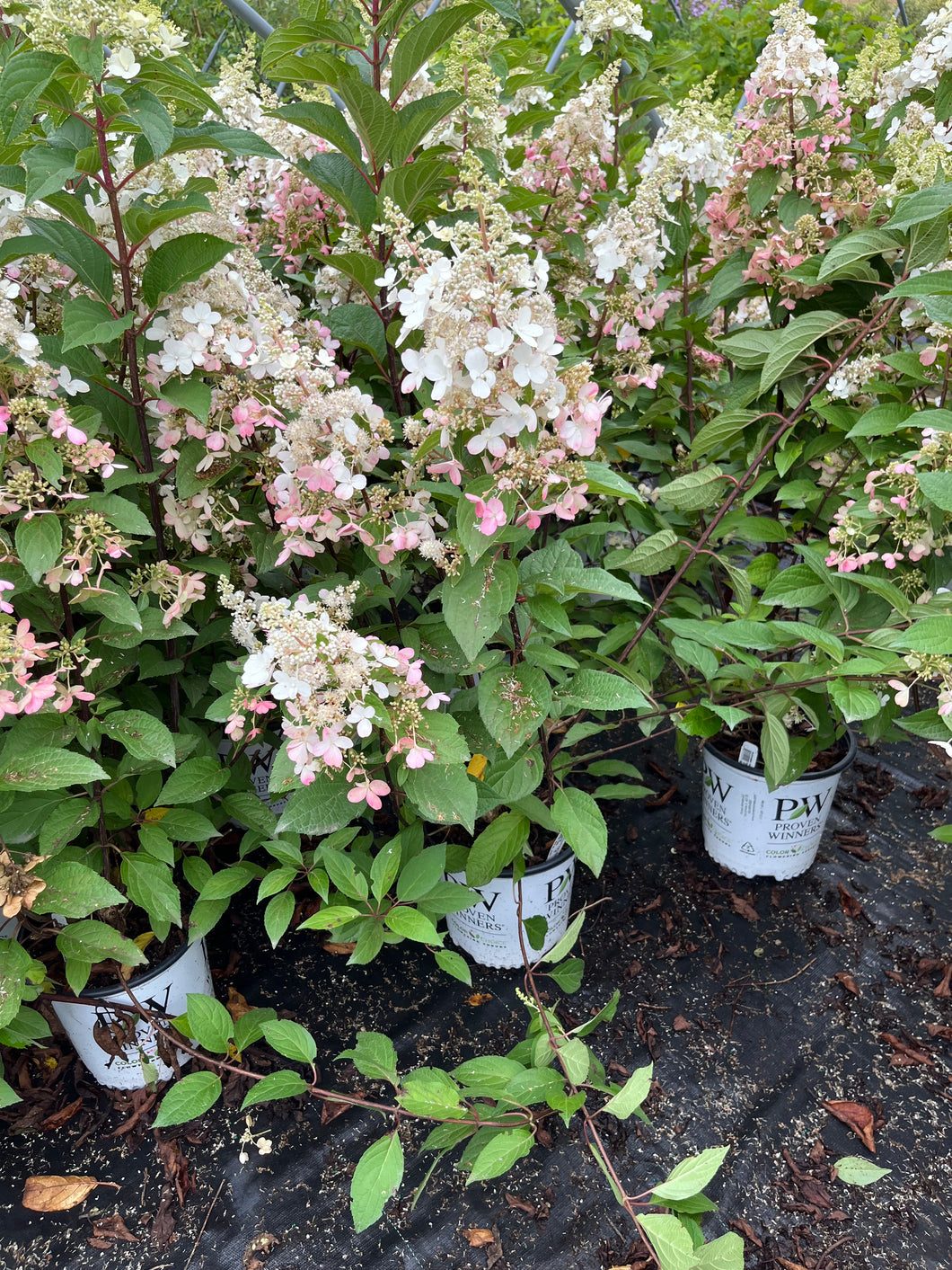 Hydrangea paniculata Pinky Winky 2 Gallon