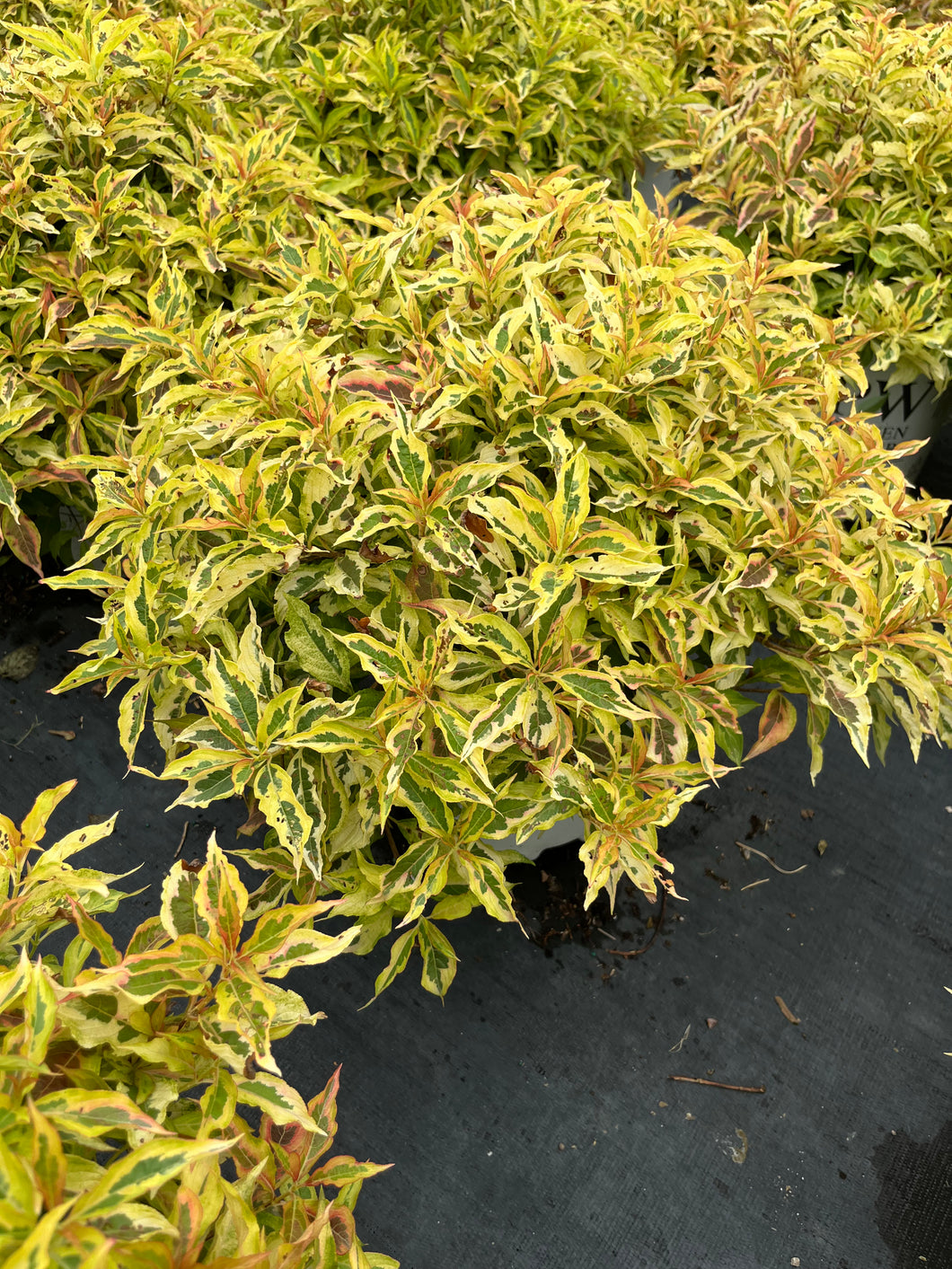 Weigela florida My Monet Sunset 2 Gallon