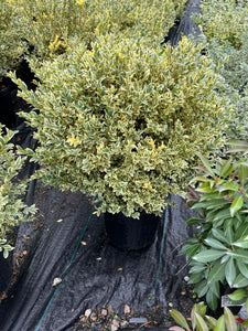 Buxus sempervirens Variegata - Variegated Boxwood 2 Gallon