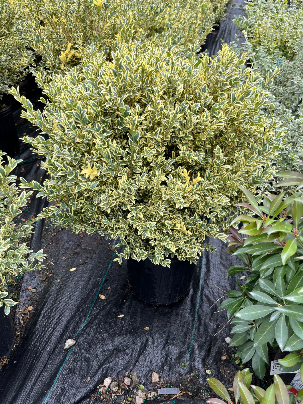 Buxus sempervirens Variegata - Variegated Boxwood 2 Gallon