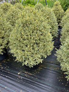 Buxus sempervirens Variegata - Variegated Boxwood 7 Gallon