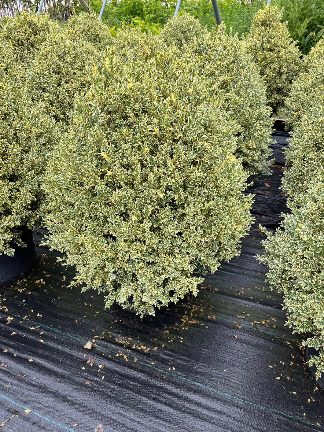 Buxus sempervirens Variegata - Variegated Boxwood 7 Gallon