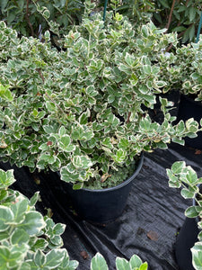 Euonymus fortunei Emerald Gaiety - Wintercreeper 2 Gallon