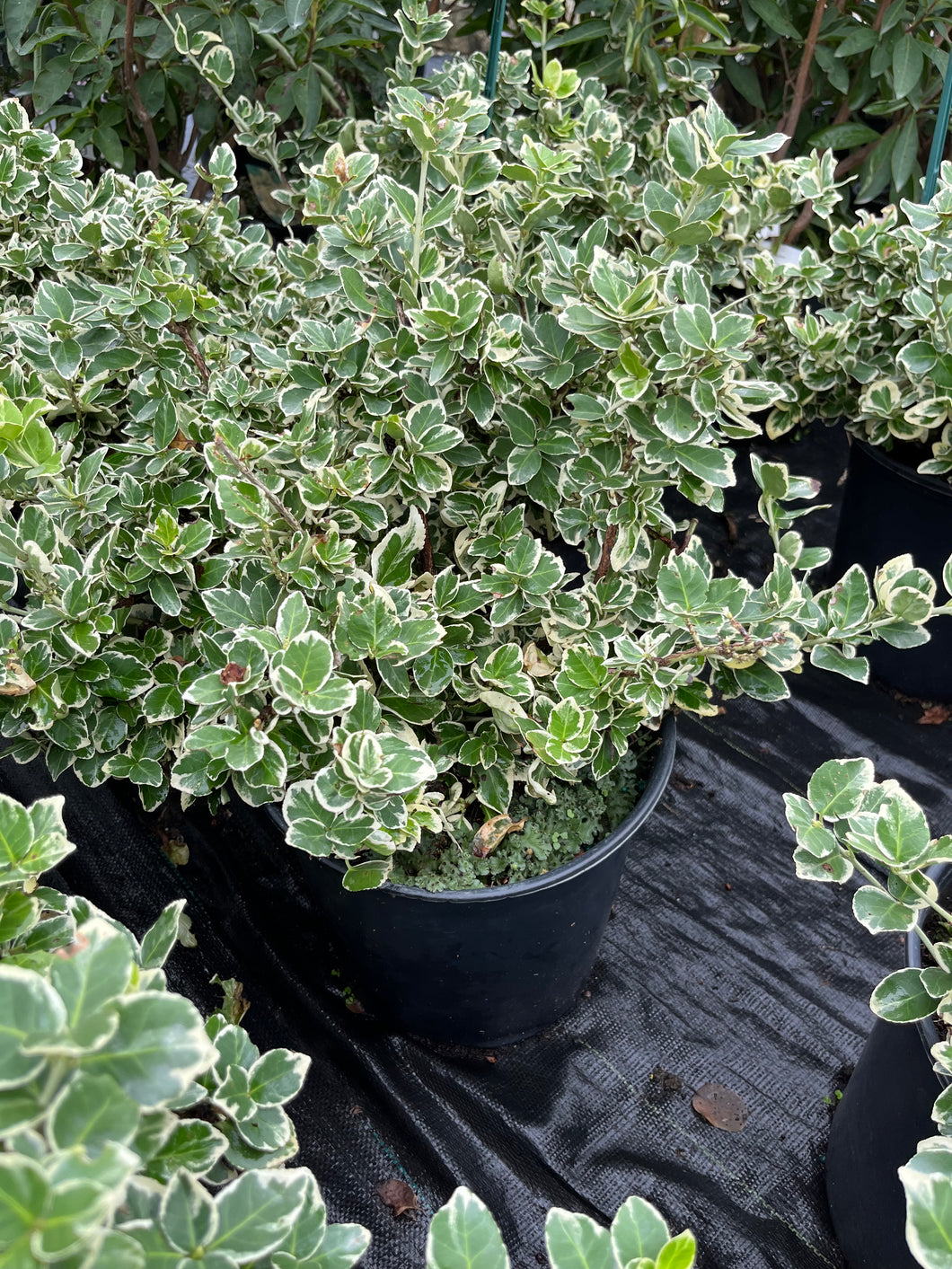 Euonymus fortunei Emerald Gaiety - Wintercreeper 2 Gallon
