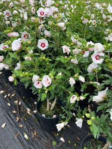 Hibiscus syriacus White with Red Eye - 2 Gallon