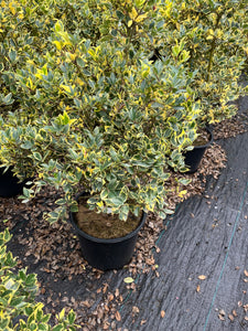 Ilex x meserveae Honey Maid - Honey Maid Holly 3 Gallon