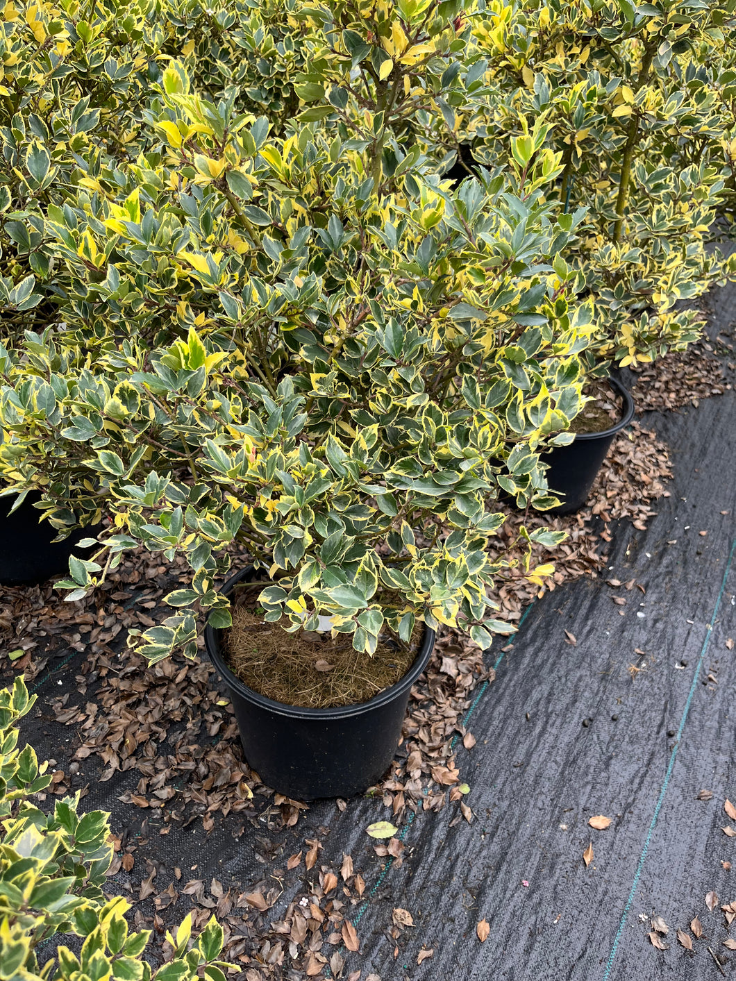 Ilex x meserveae Honey Maid - Honey Maid Holly 3 Gallon