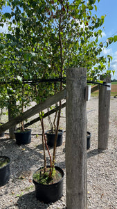 Betula - White Paper Birch Triple Trunk
