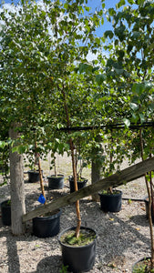 Betula - White Paper Birch Single