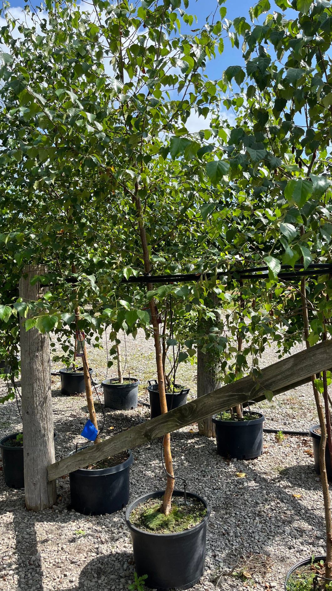 Betula - White Paper Birch Single