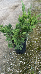 Juniperus chinensis San Jose - San Jose Juniper 1 Gallon