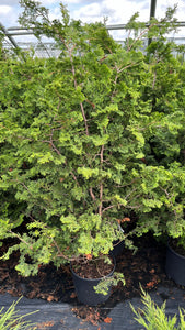 Chamaecyparis obtusa Gracilis - Slender Hinoki Cypress 3 Gallon