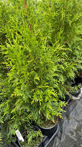 Thuja plicata Excelsa - Western Red Cedar 1 Gallon