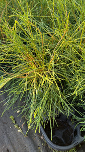 Thuja occidentalis filiformis - Threadleaf Weeping Cedar 1 Gallon