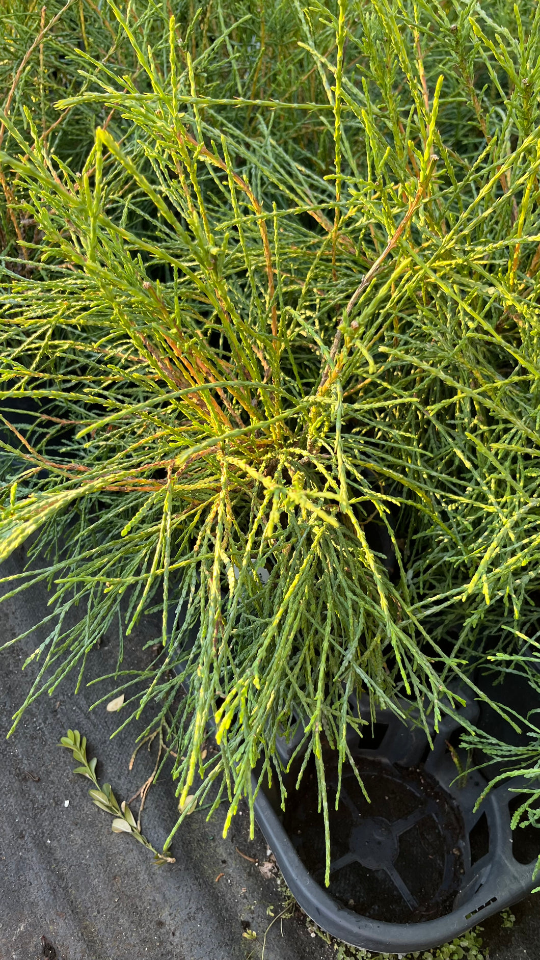 Thuja occidentalis filiformis - Threadleaf Weeping Cedar 1 Gallon