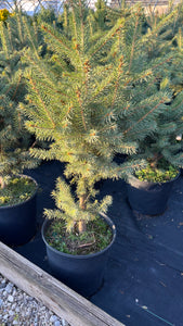 Picea pungeons glauca - Colorada Blue Spruce 3 Gallon