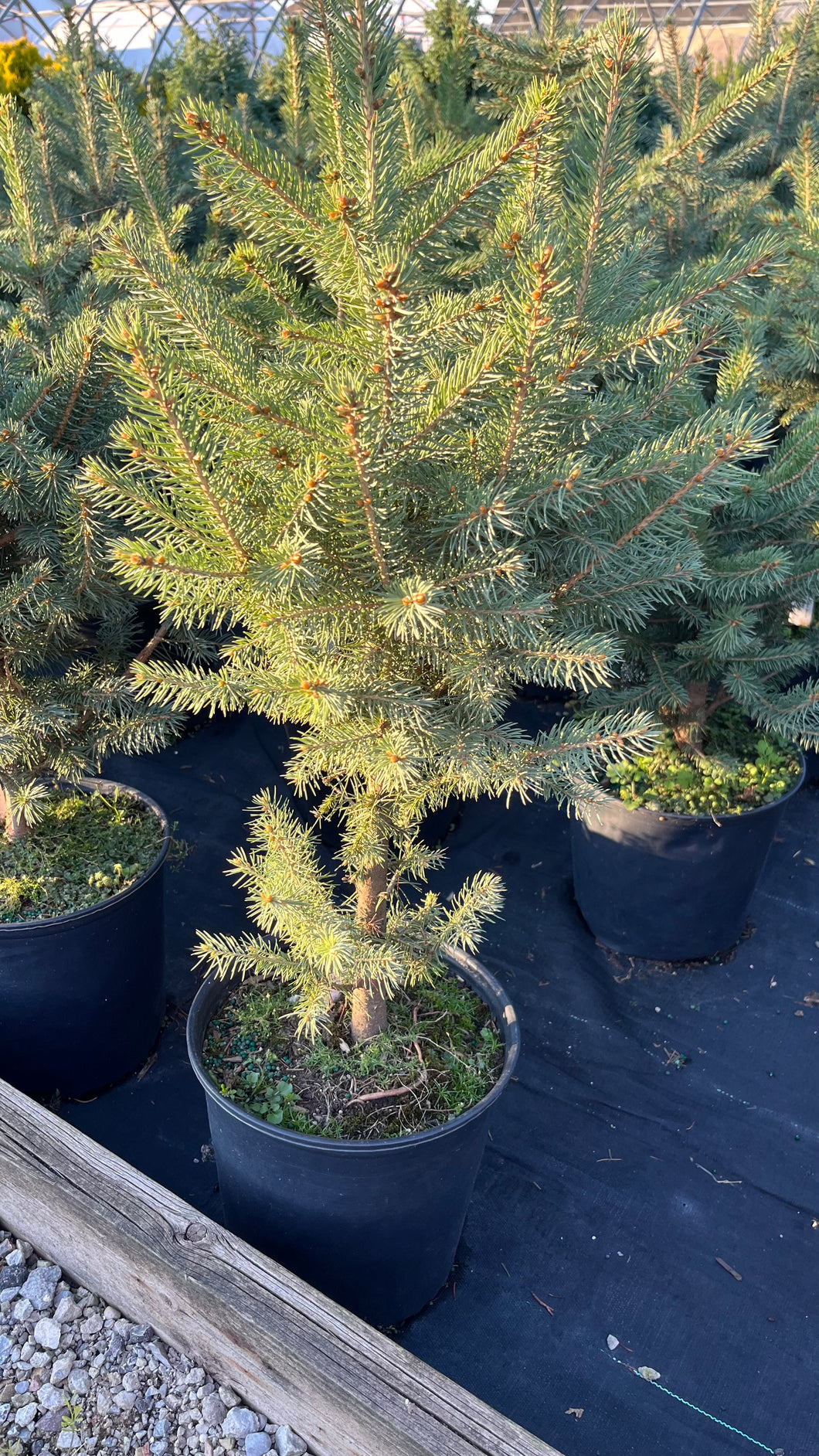 Picea pungeons glauca - Colorada Blue Spruce 3 Gallon