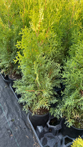 Thuja occidentalis Fastigiata - Pyramidal Cedar 1 Gallon – Sipkens