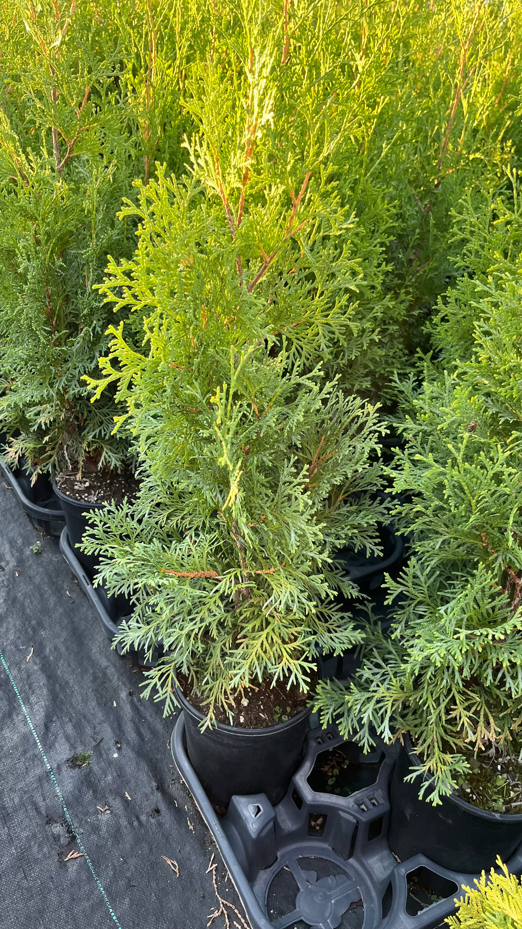 Thuja occidentalis Fastigiata - Pyramidal Cedar 1 Gallon