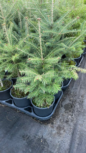 Abies balsamea - Balsam Fir 1 Gallon