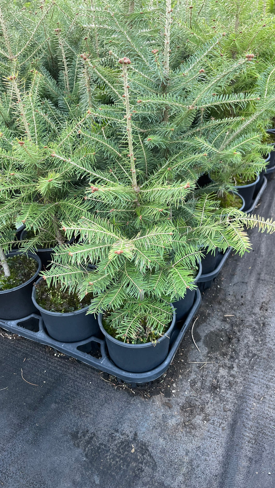 Abies balsamea - Balsam Fir 1 Gallon